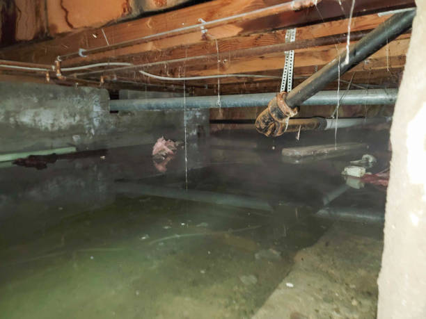 Best Sewage cleanup and water damage restoration  in Edgerton, MN