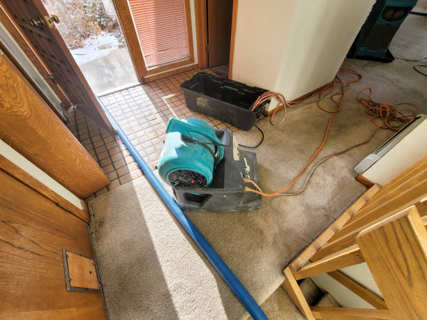 Best Mold removal after water damage  in Edgerton, MN